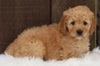 Mini Goldendoodle For Sale Millersburg OH Female-Mindy