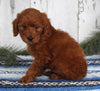 AKC Registered Mini Poodle For Sale Millersburg OH Male-Dallas