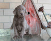 AKC Registered Silver Labrador Retriever For Sale Sugarcreek, OH Female- Daisy