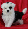 Mini Aussiedoodle For Sale Applecreek OH Female-Lilly