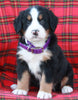 AKC Registered Bernese Mountain Dog For Sale Sugarcreek OH Male-Asher