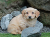 Mini Goldendoodle For Sale Millersburg, OH Female- Amerilla