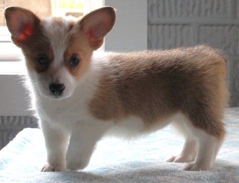 Pembroke Welsh Corgi For Sale Millersburg OH Female-Little Lady