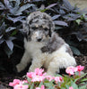 AKC Registered Standerd Poodle For Sale Millersburg OH Male-Dash