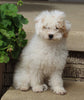 AKC Registered Mini Poodle For Sale Millersburg OH Female-Taffy