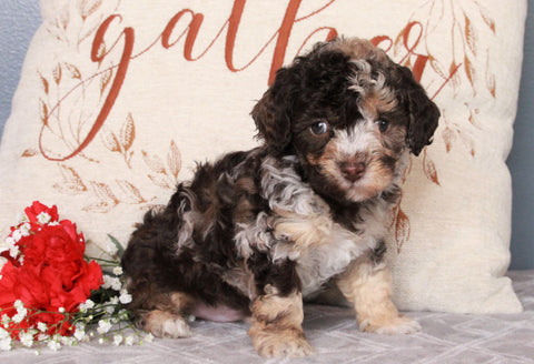 ACA Registered Miniature Poodle For Sale Fredericksburg, OH Male- Joey