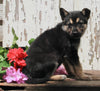 German Shepherd Husky For Sale Millersburg OH Female-Sabrina