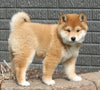 AKC Registered Shiba Inu For Sale Millersburg OH Female-Trixie
