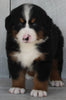 AKC Registered Bernese Mountain Dog For Sale Millersburg OH -Female Polly