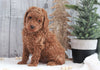 AKC Registered Moyen Poodle For Sale Dundee, OH Male- Harley