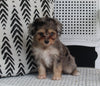 Mini Aussiedoodle For Sale Fresno OH Female- Tracie