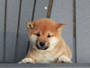 AKC Registered Shiba Inu For Sale Millersburg, OH Male- Snoopy