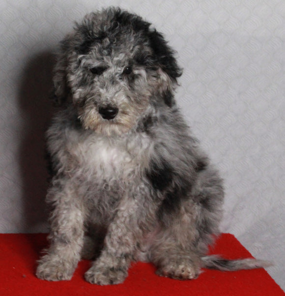 Mini Sheepadoodle For Sale Millersburg OH Male-George