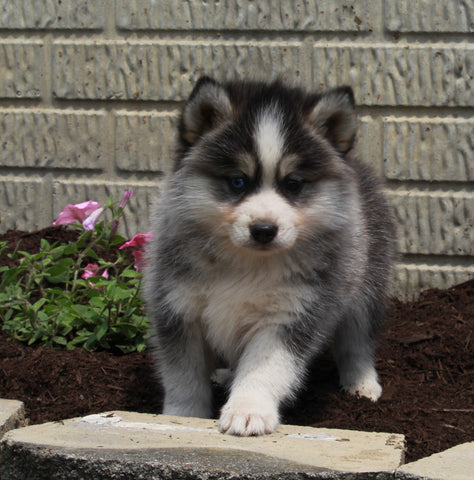 Pomsky For Sale Holmesville OH Male-Tucker