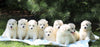 Samoyed Puppy For Sale Fredericksburg, OH Male- Bubba