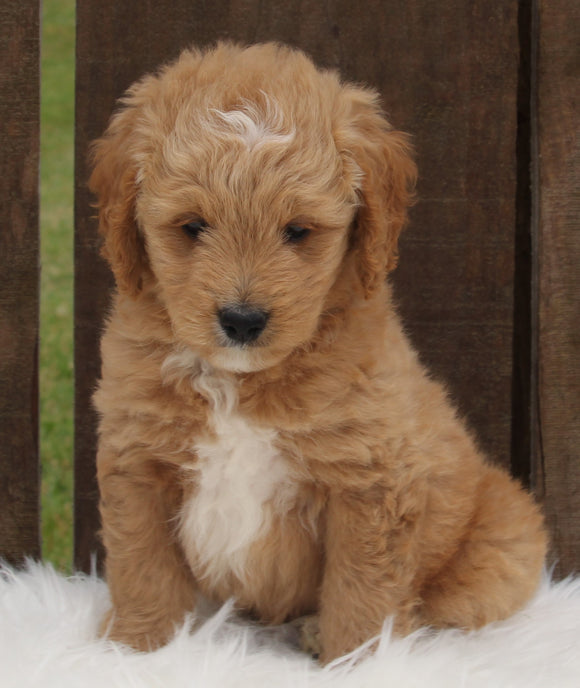 Mini Goldendoodle For Sale Millersburg OH Male-Oddie