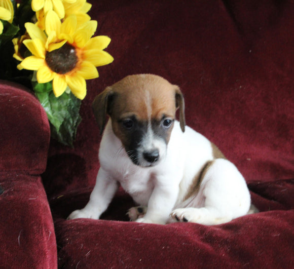 Jack Russell For Sale Fredericksburg OH Male-Rex