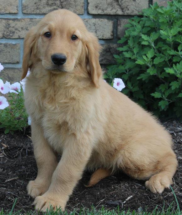 AKC Registered Golden Retriever For Sale Millersburg OH Female-Missy