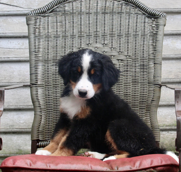 AKC Registered Bernese Mountain Dog For Sale Millersburg OH Female-Deloris