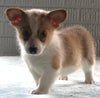 Pembroke Welsh Corgi For Sale Millersburg OH Female-Little Lady