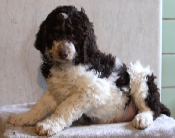 AKC Registered Standard Poodle For Sale Millersburg OH Male-Snickers