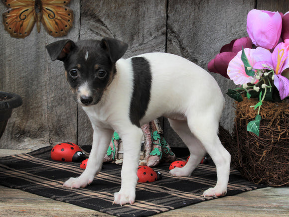Toy Fox Terrier For Sale Millersburg, OH Female- Chloe