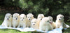 Samoyed Puppies COMING SOON Fredericksburg, OH