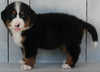 AKC Registered Bernese Mountain Dog For Sale Millersburg OH -Female Polly