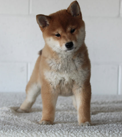 AKC Registered Shiba Inu For Sale Millersburg OH Female-Basil