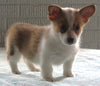 Pembroke Welsh Corgi For Sale Millersburg OH Female-Little Lady