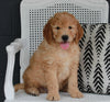 Goldendoodle For Sale Fresno OH Male-Koda