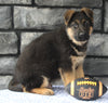 AKC Registered German Shepherd For Sale Millersburg OH Male-Milo