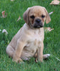 Puggle For Sale Sugarcreek OH Male-Rex