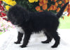 Poodle Mix For Sale Baltic OH Male-Riley