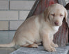ACA Registered Labrador Retriever For Sale Sugarcreek OH Male-Winston