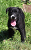 Lab Mix Puppy For Sale Sugarcreek OH Female-Blackie
