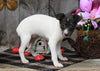 Toy Fox Terrier For Sale Millersburg, OH Female- Chloe