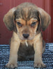 Beabull For Sale Wooster OH Male -Max