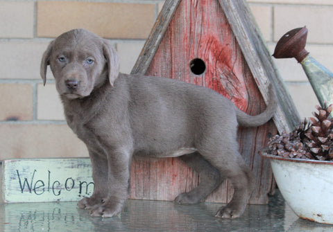 AKC Registered Silver Labrador Retriever For Sale Sugarcreek, OH Female- Daisy
