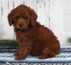 AKC Registered Mini Poodle For Sale Millersburg OH Male-Dustin