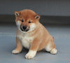 AKC Registered Shiba Inu For Sale Millersburg, OH Male- Snoopy
