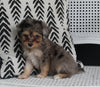 Mini Aussiedoodle For Sale Fresno OH Female- Tracie