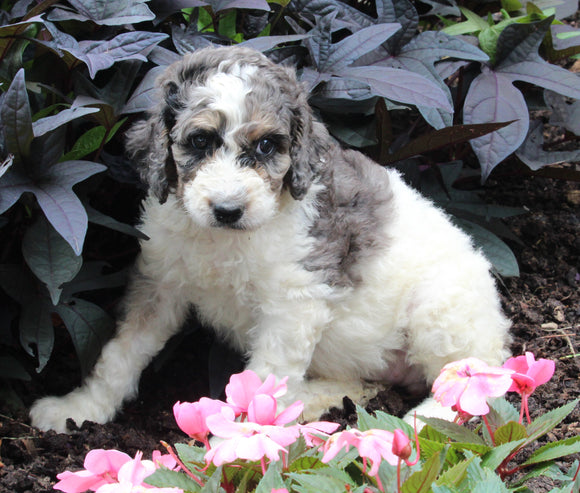 AKC Registered Standerd Poodle For Sale Millersburg OH Female-Diva
