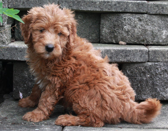 F1B Mini Goldendoodle For Sale Sugarcreek OH -Male Neal