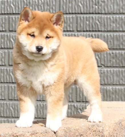 AKC Registered Shiba Inu For Sale Millersburg OH Male-Alex