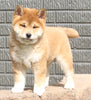 AKC Registered Shiba Inu For Sale Millersburg OH Male-Alex