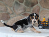 Beagle Mix For Sale Wooster OH Female-Casey