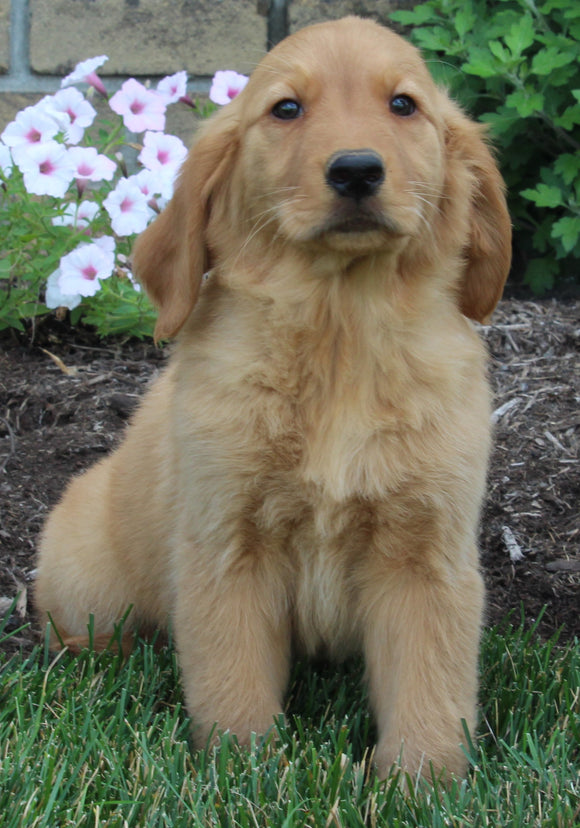 AKC Registered Golden Retriever For Sale Millersburg OH Female-Lu