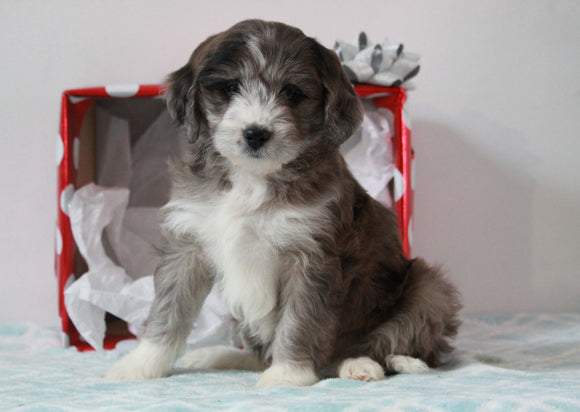 Aussiedoodle For Sale Holmesville, OH Female- Coco