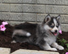 Pomsky For Sale Holmesville OH Male-Tucker